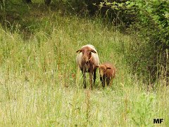 2018-06-16-Vierzon (71)